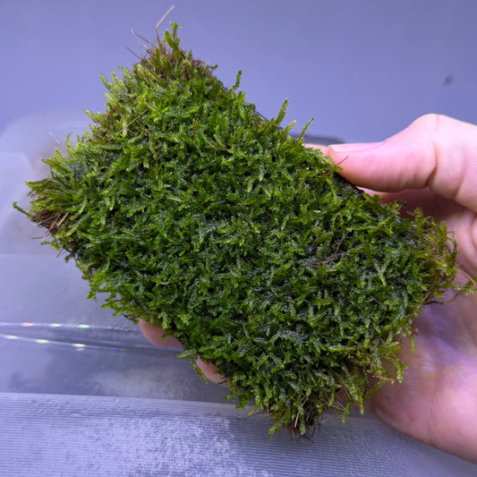 Taiwan Moss Mat