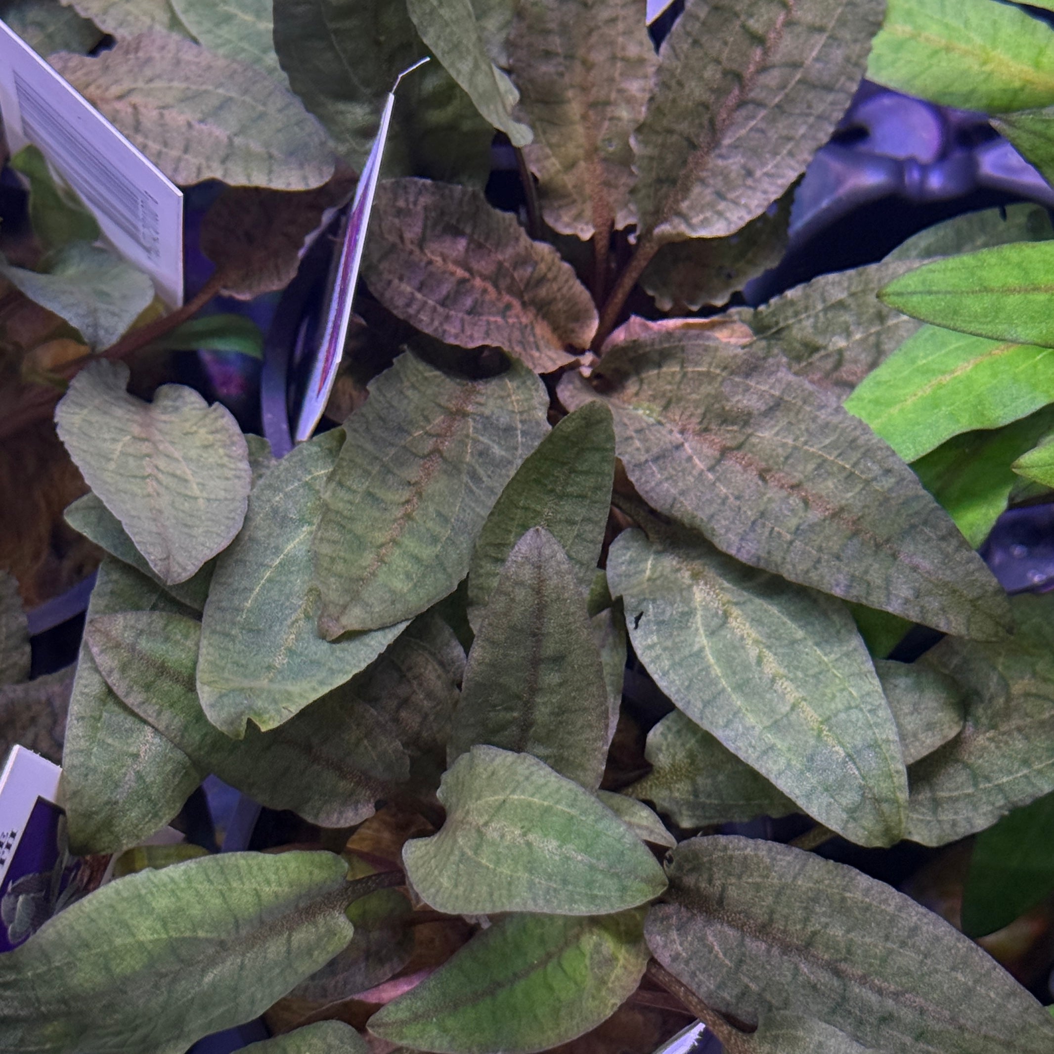 Cryptocoryne grabowskii \"Queen Bee\"クリプト Cryptocoryne Beckettii Aquarium Plant — Buce Plant