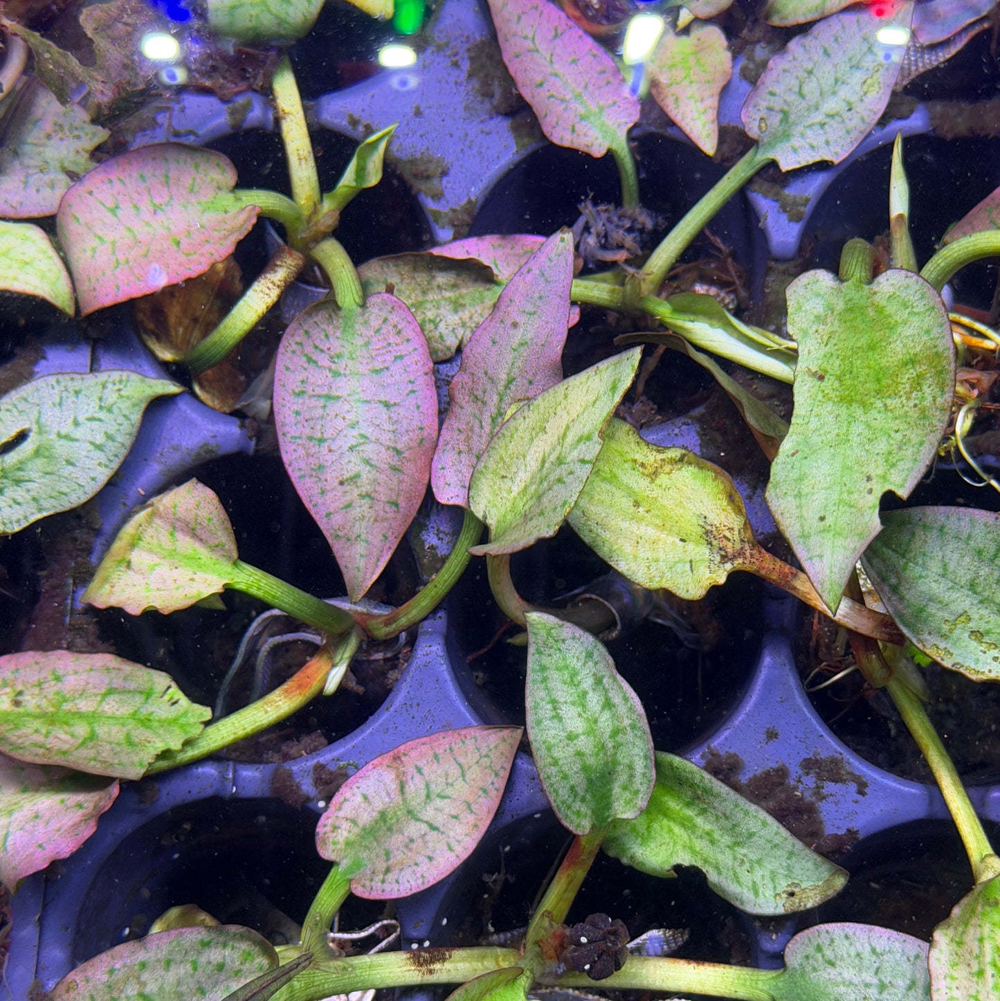 Cryptocoryne Silver Queen