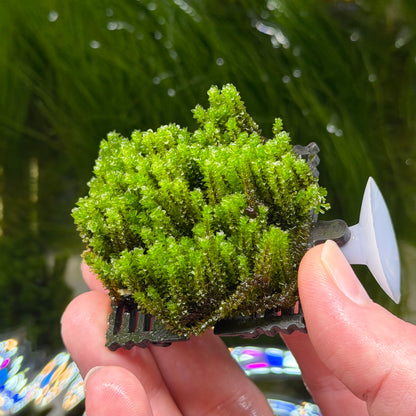 Hookeriaceae Moss Ledge