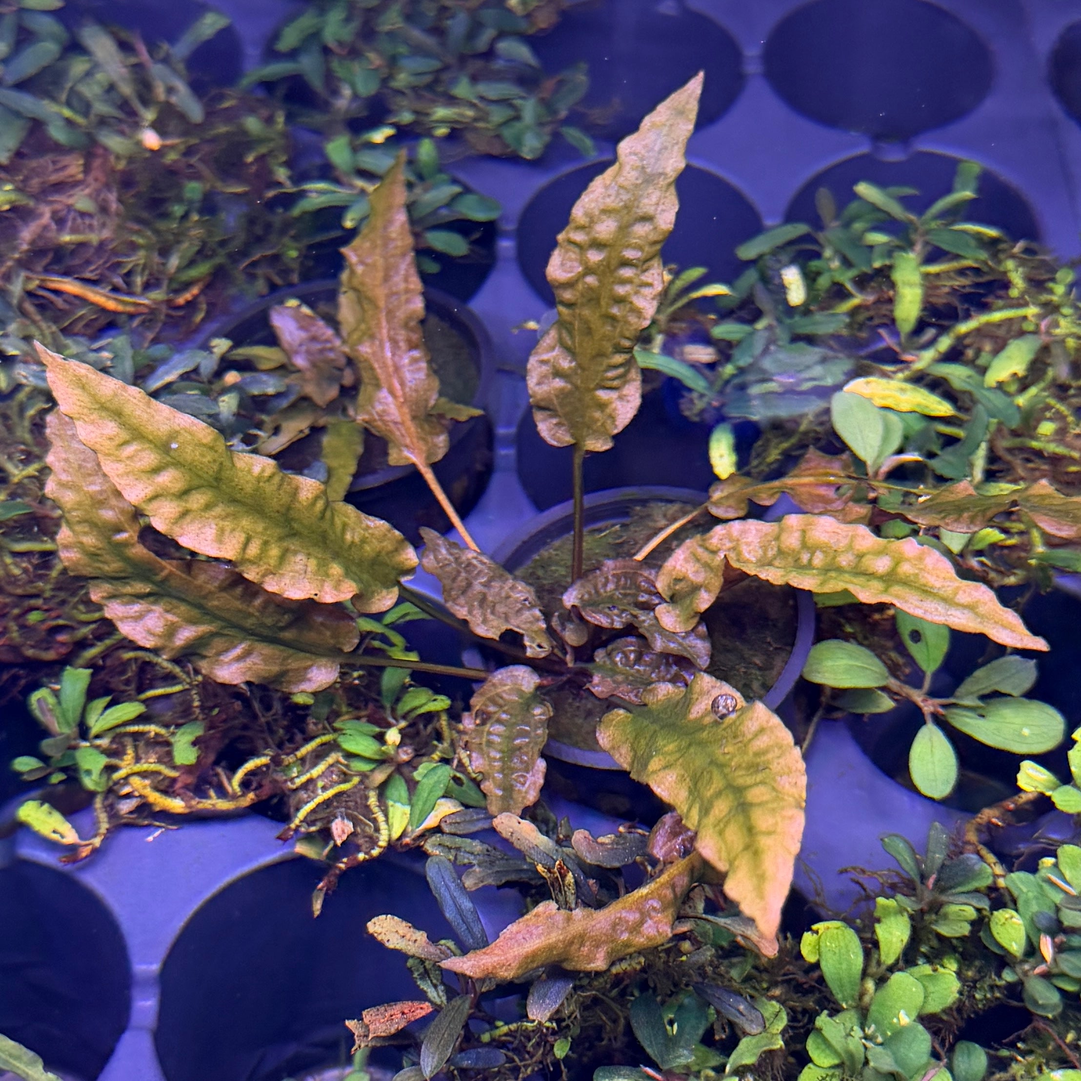 Cryptocoryne Wendtii Red – Daku Aquatics