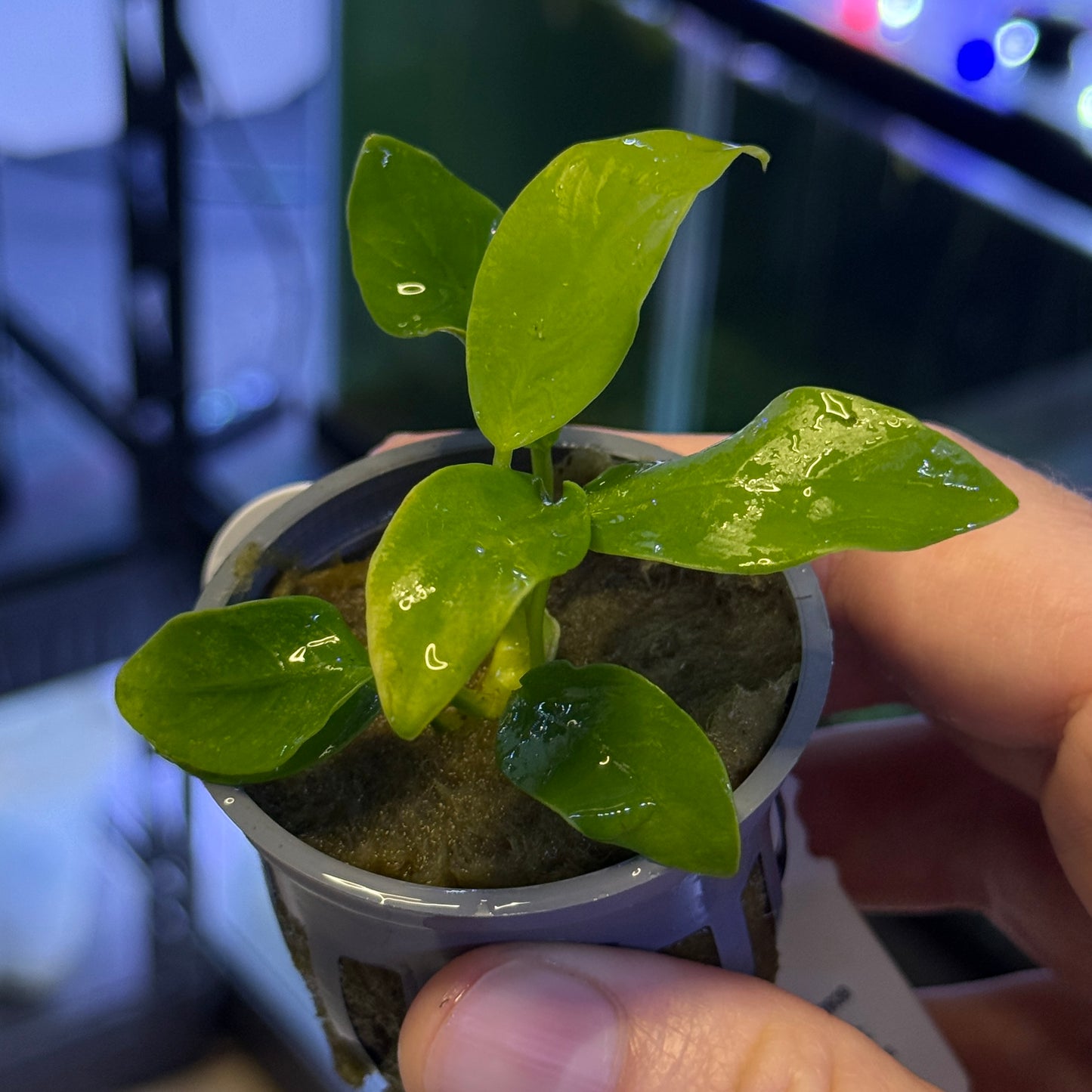 Anubias Nana Golden