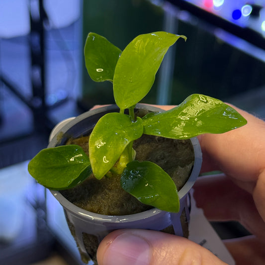 Anubias Nana Golden