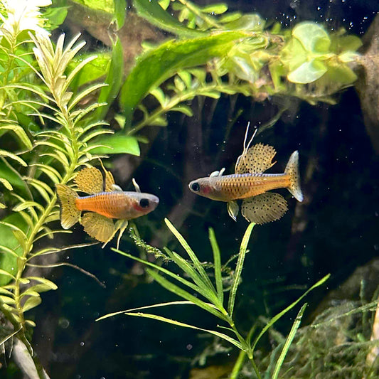 Pseudomugil Luminatus Rainbowfish