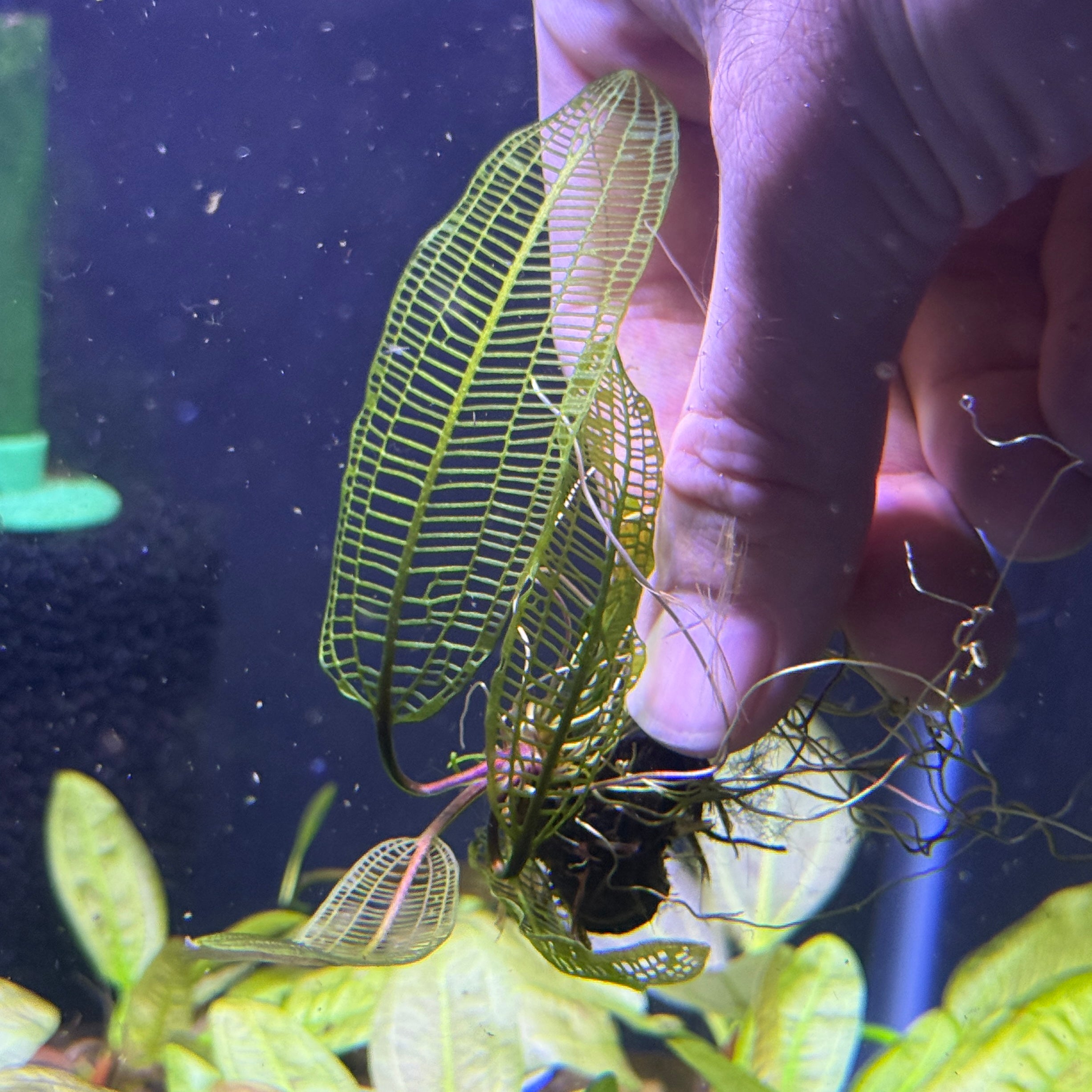 レア BRUNT TANGE タンゲ　ジョーロ　マットブラック　アガベ塊根植物 Aponogeton Madagascar Lace – Daku Aquatics
