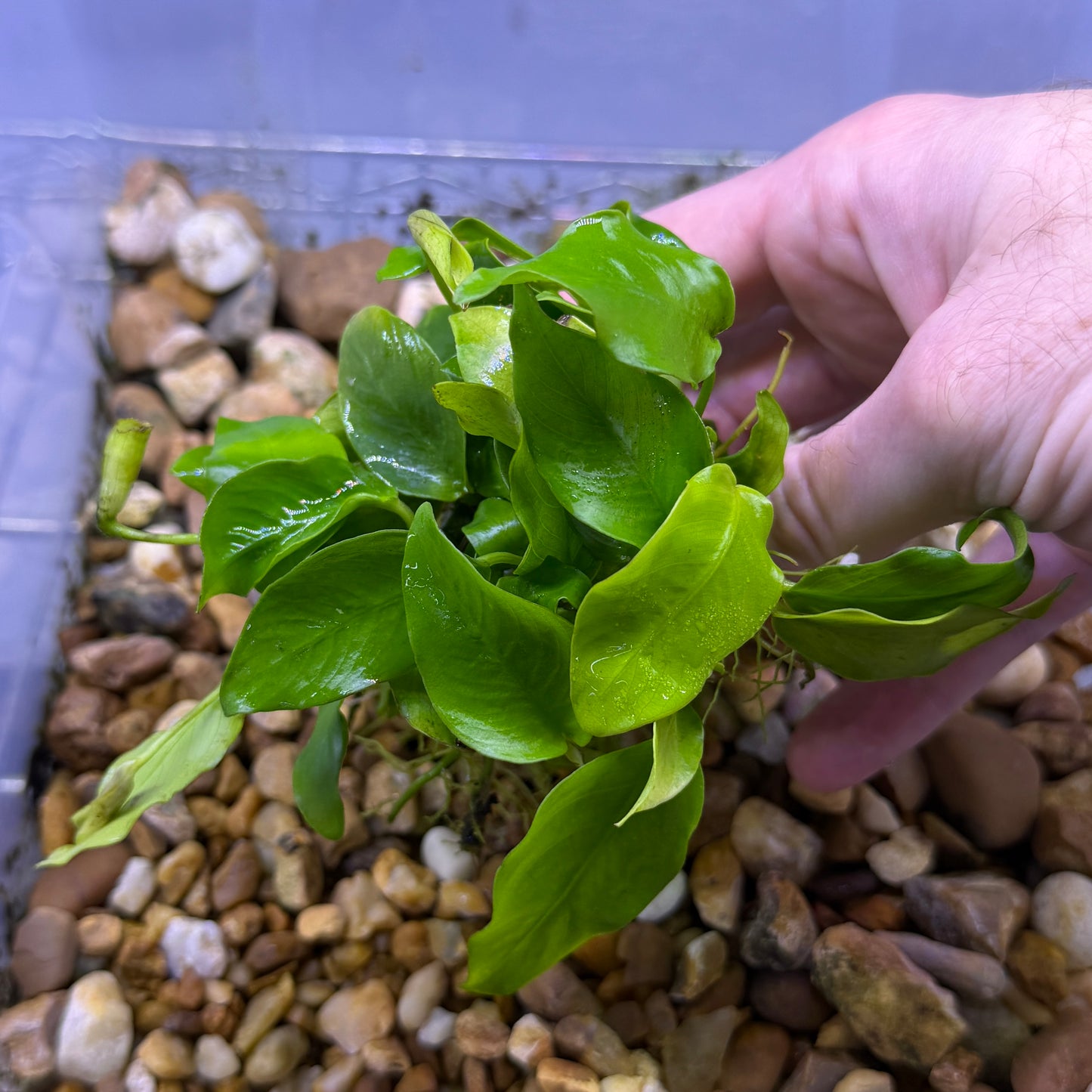 Anubias Nana ‘Golden’ XL