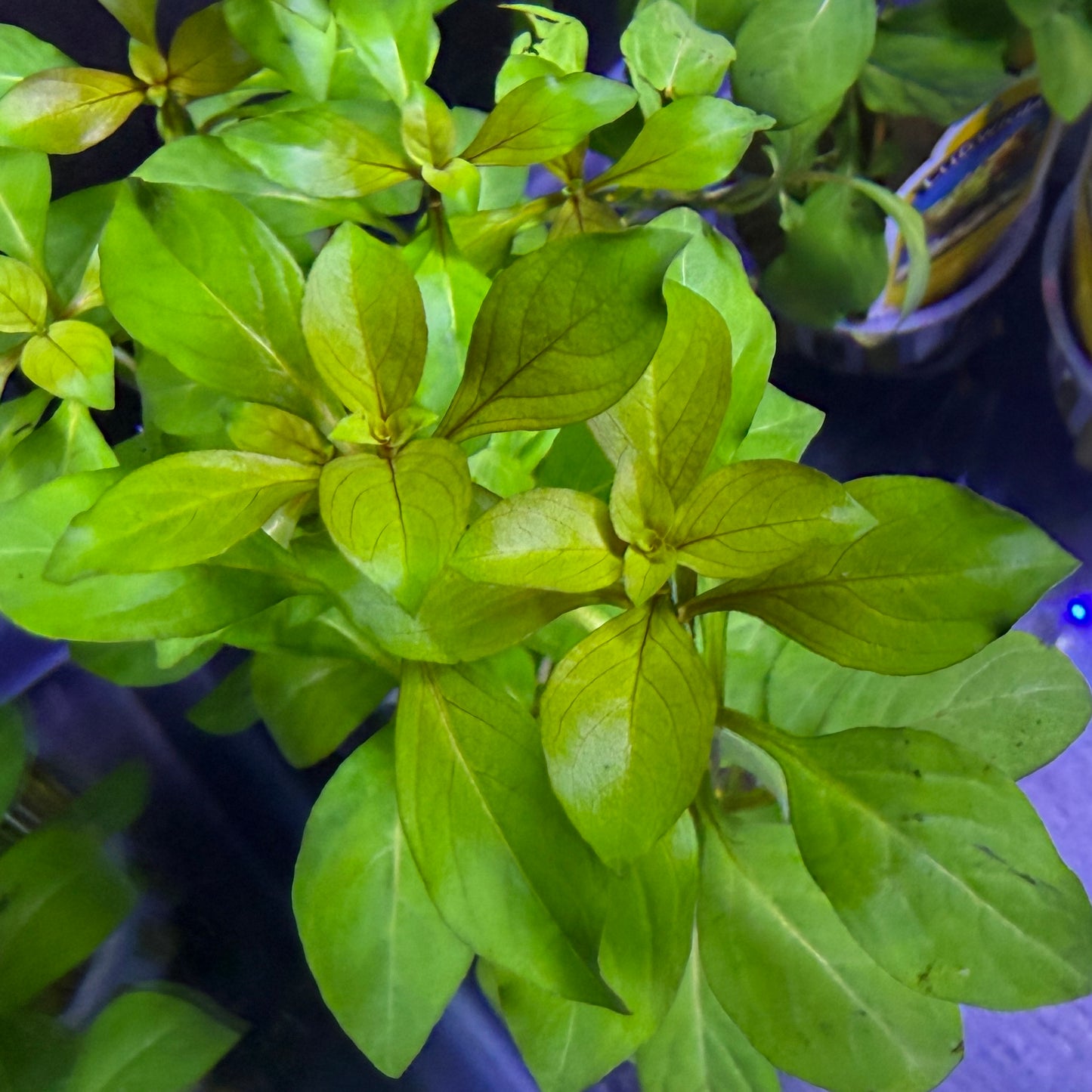Ludwigia Repens 'Red'