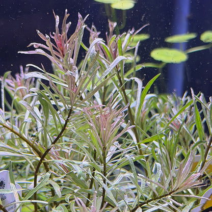 Ludwigia Inclinata 'White'