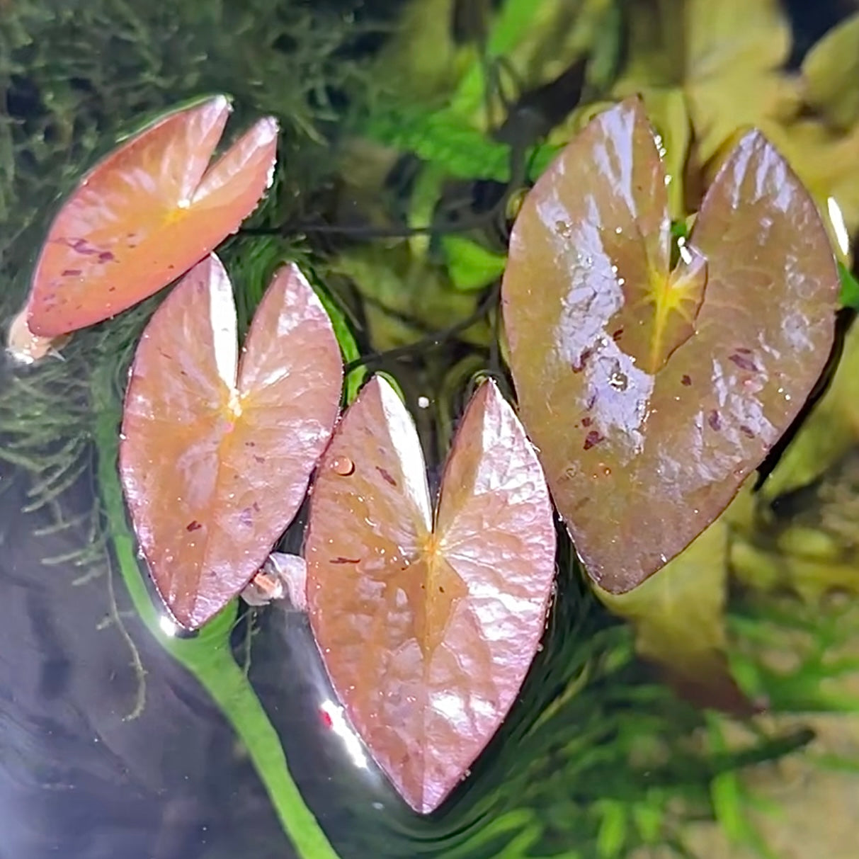 Dwarf Aquarium Lily Bulb