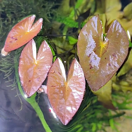Dwarf Aquarium Lily Bulb