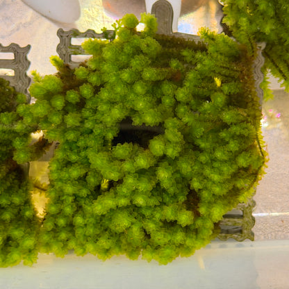 Hookeriaceae Moss Ledge