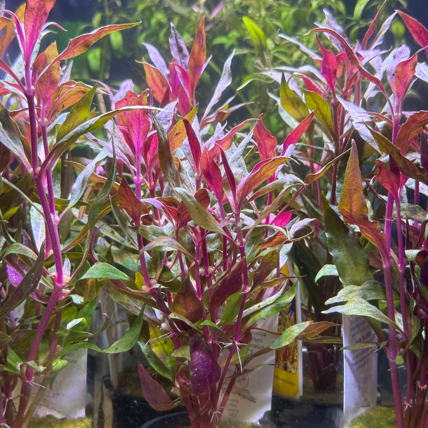 Scarlet Temple 'Alternanthera Reineckii'