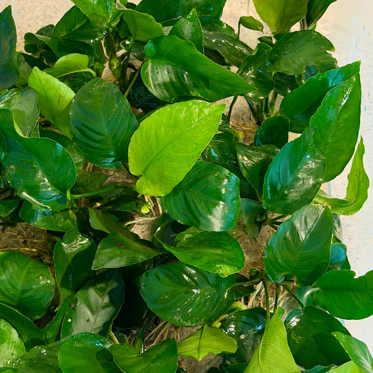 Anubias Nana XL