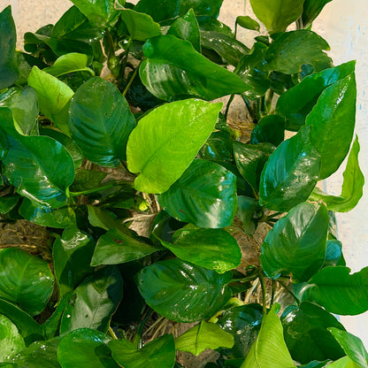Anubias Nana XL