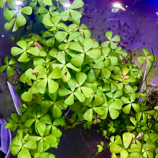 Marsilea Crenata