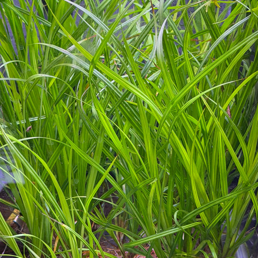 Cyperus Helferi