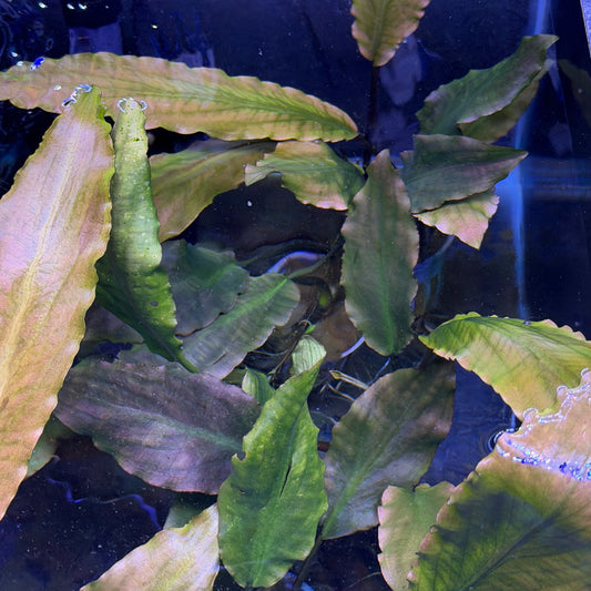 Lagenandra Keralensis