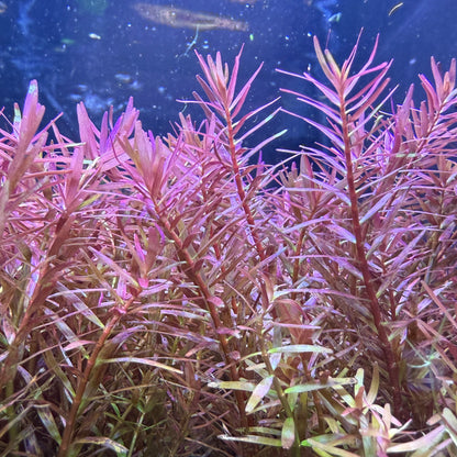 Rotala Rotundifolia 'H'ra'