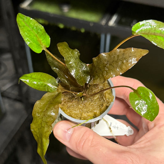 Cryptocoryne Tropica