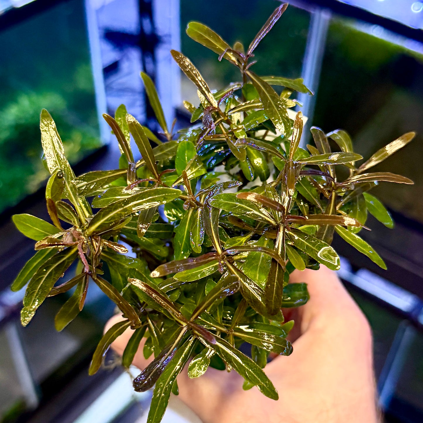 Hygrophila Araguaia