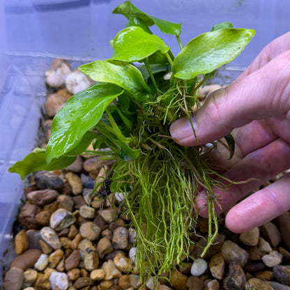 Anubias Nana ‘Golden’ XL