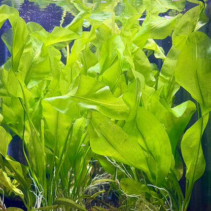Aponogeton Ulvaceus