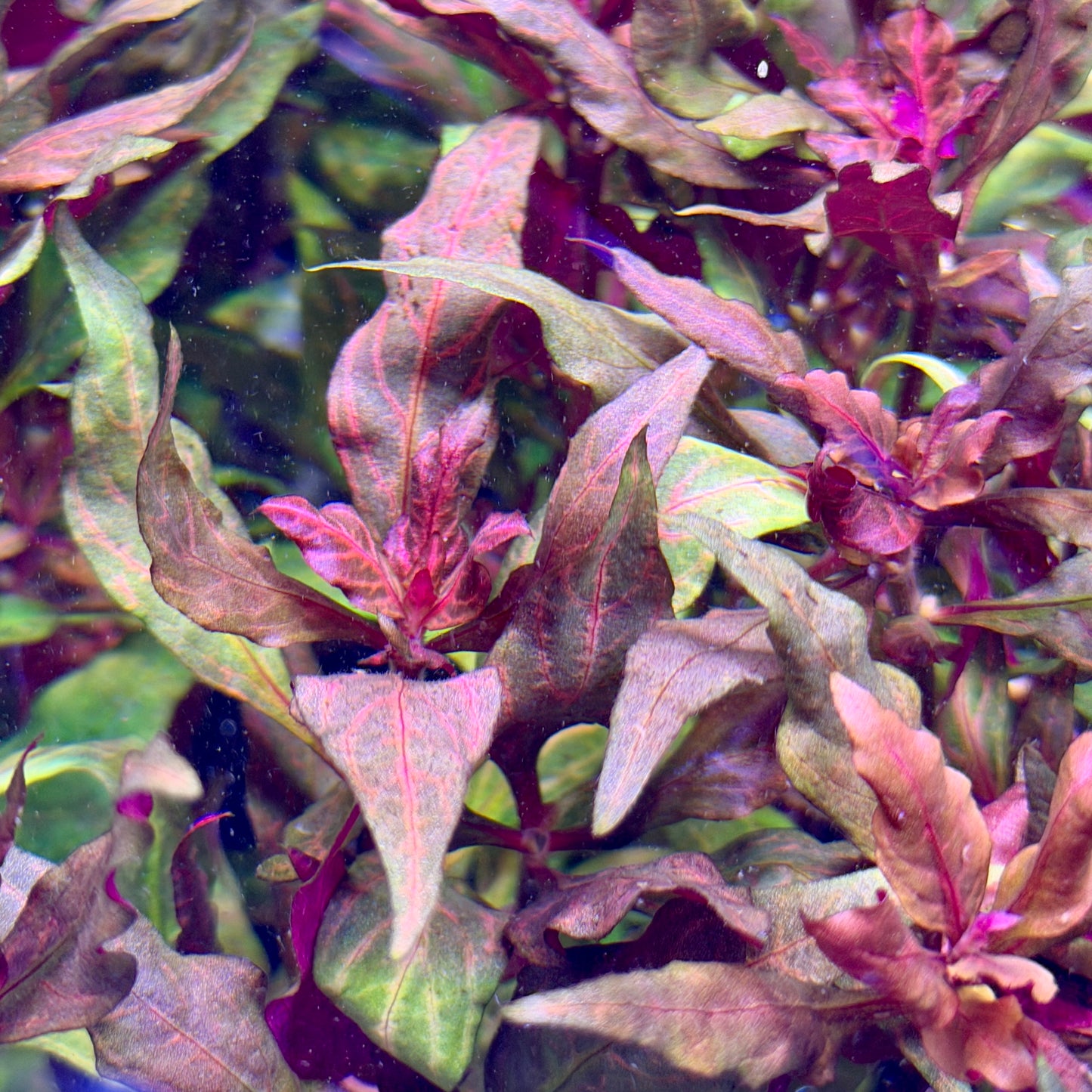 Scarlet Temple ‘Rosanervig’
