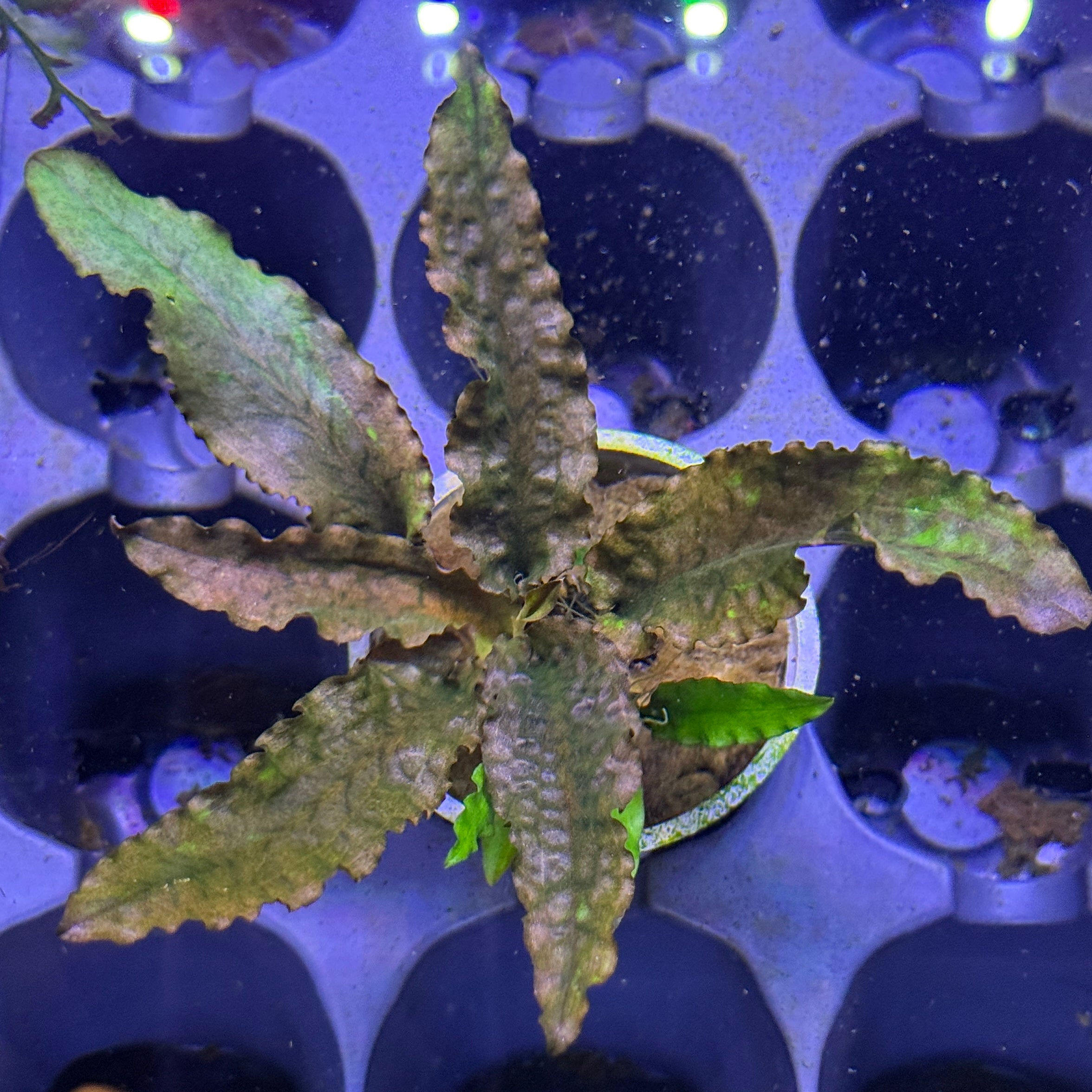 Cryptocoryne Wendtii 'Mi Oya' – Daku Aquatics