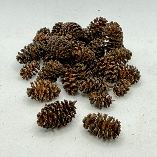 Alder Cones