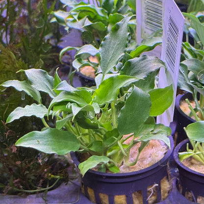 Schismatoglottis Prietoi