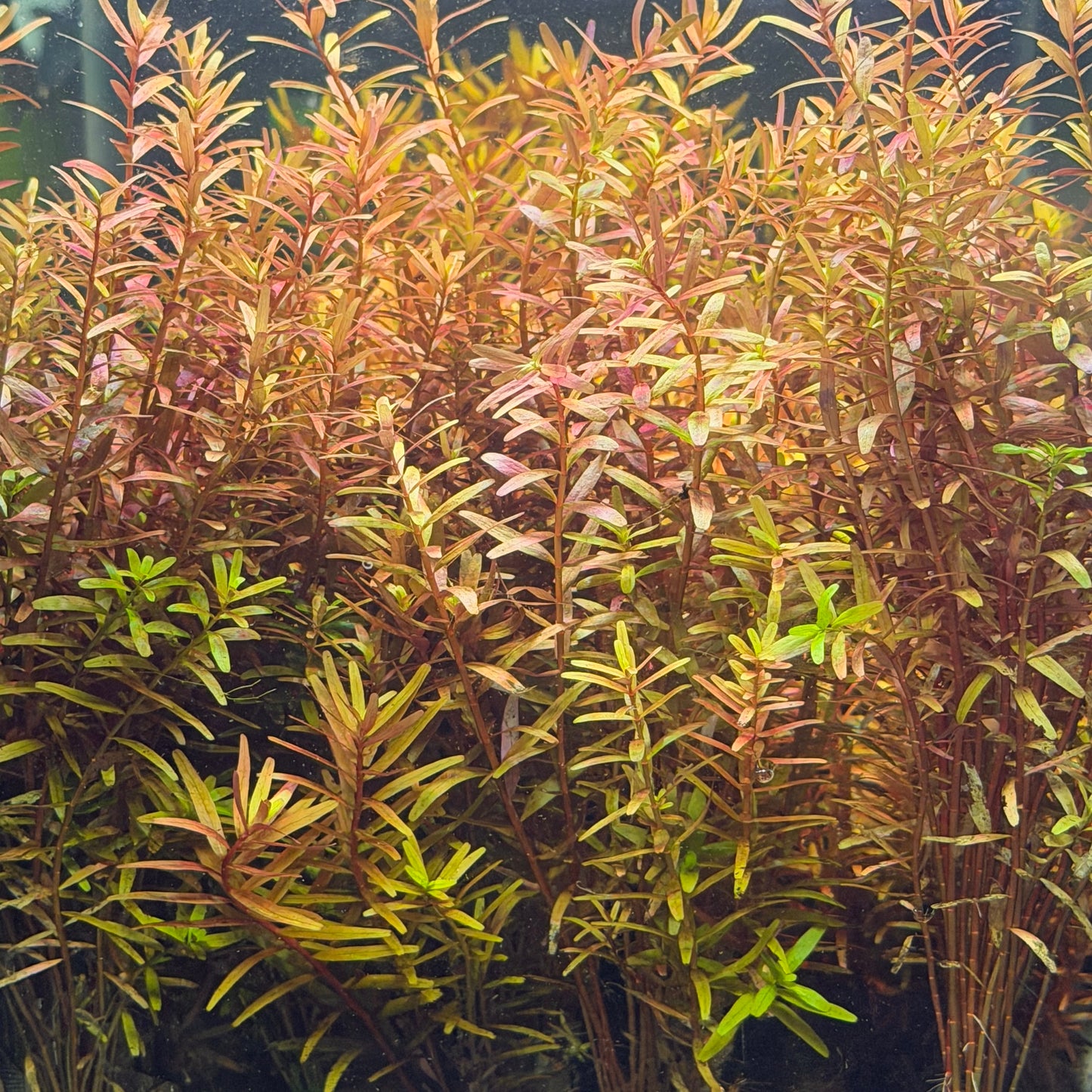 Rotala Rotundifolia 'Orange Juice'