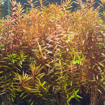 Rotala Rotundifolia 'Orange Juice'