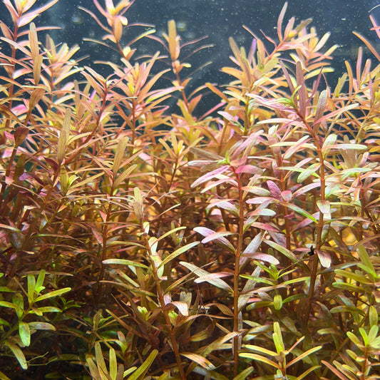 Rotala Rotundifolia 'Orange Juice'