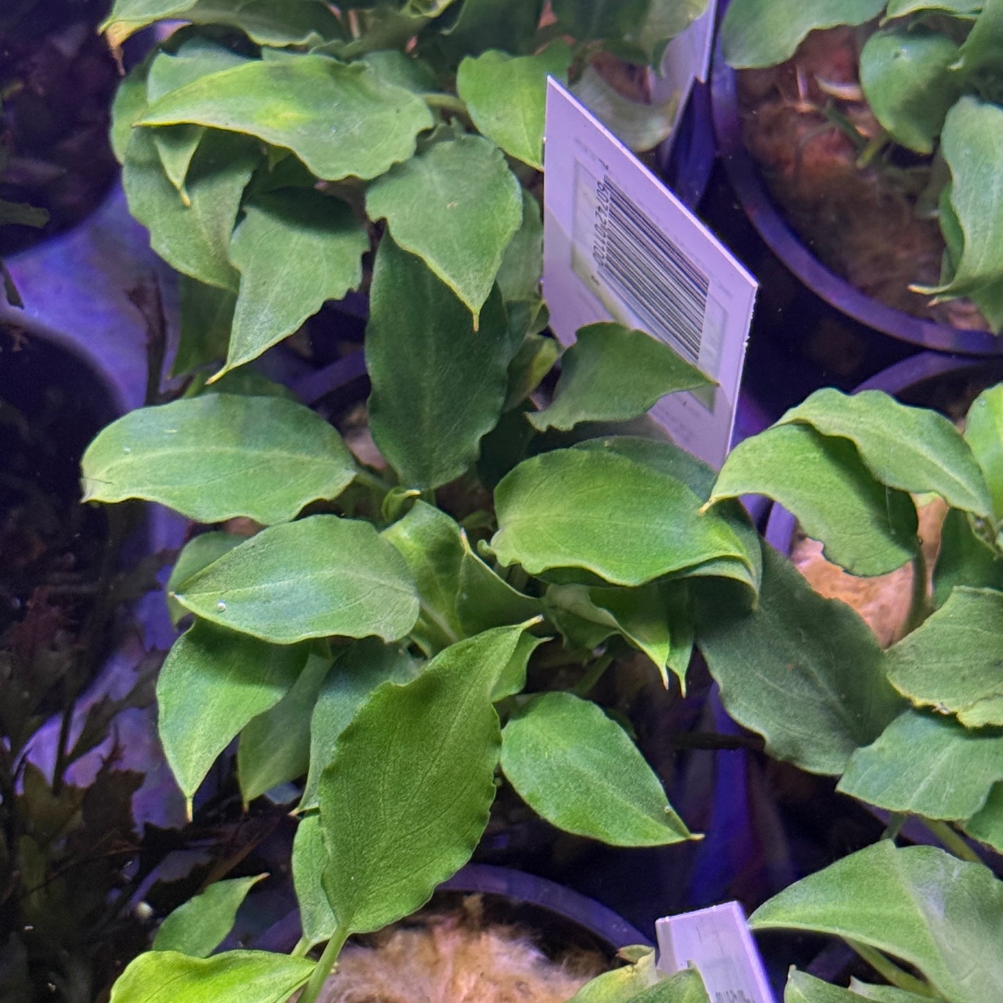 Schismatoglottis Prietoi