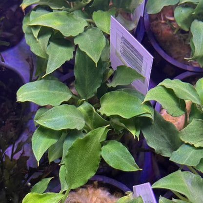 Schismatoglottis Prietoi