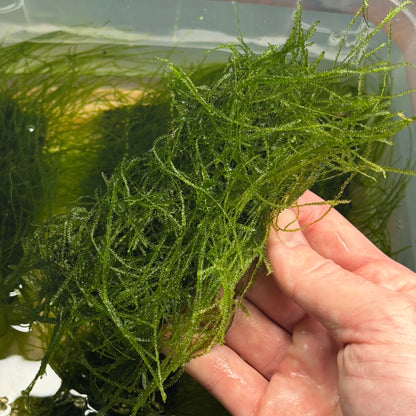 Java Moss Ledge