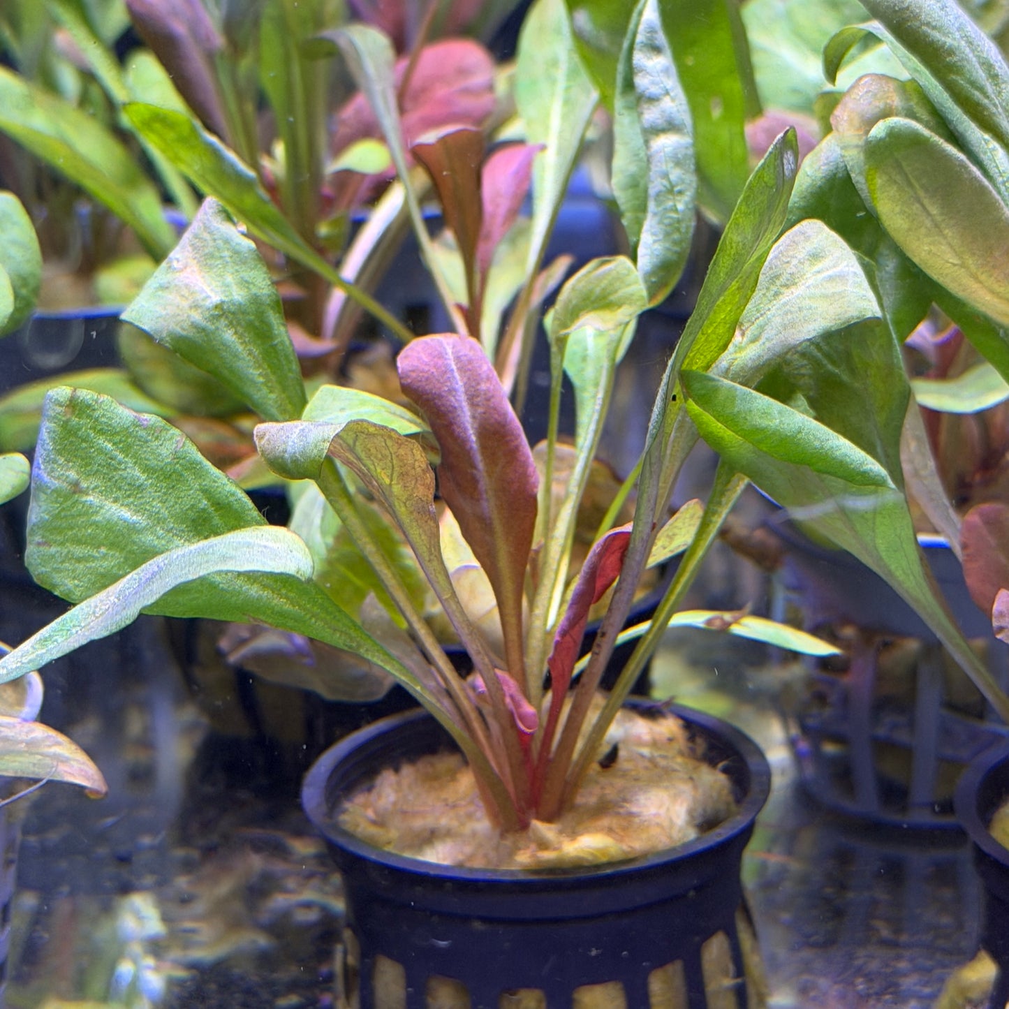 Samolus Parviflorus 'Red'