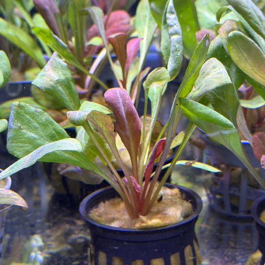 Samolus Parviflorus 'Red'