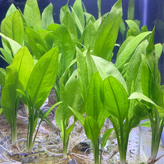 Amazon Sword 'Compacta'