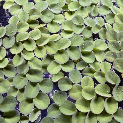 Salvinia Calcutta