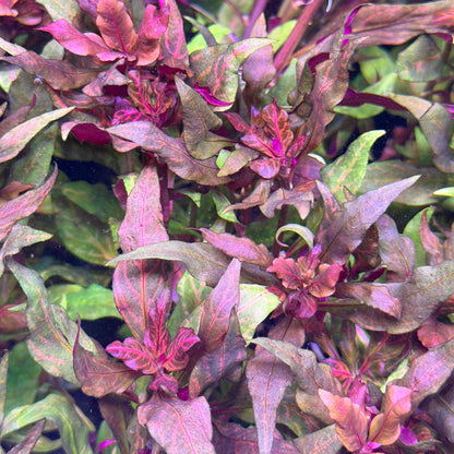 Scarlet Temple ‘Rosanervig’