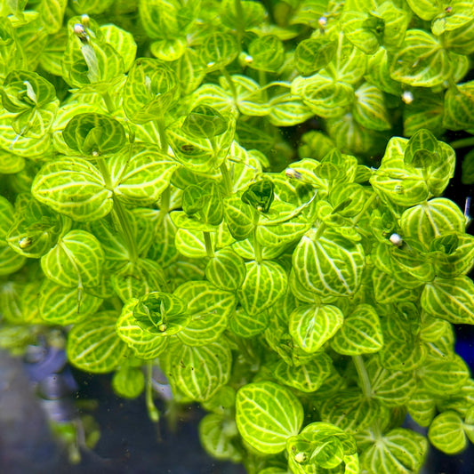 Lindernia Rotundifolia 'Watermelon'