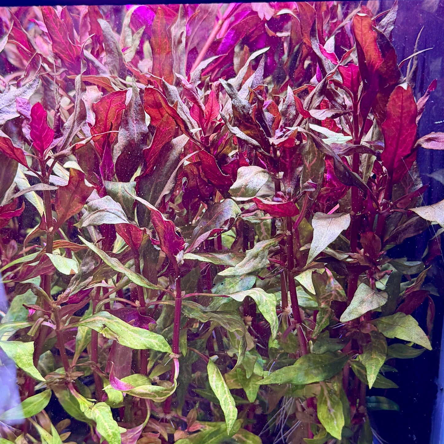 Scarlet Temple ‘Rosanervig’