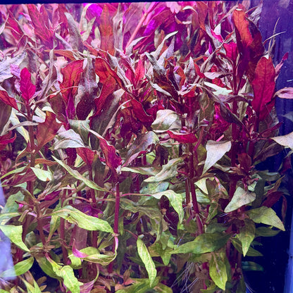 Scarlet Temple ‘Rosanervig’