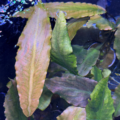 Lagenandra Keralensis