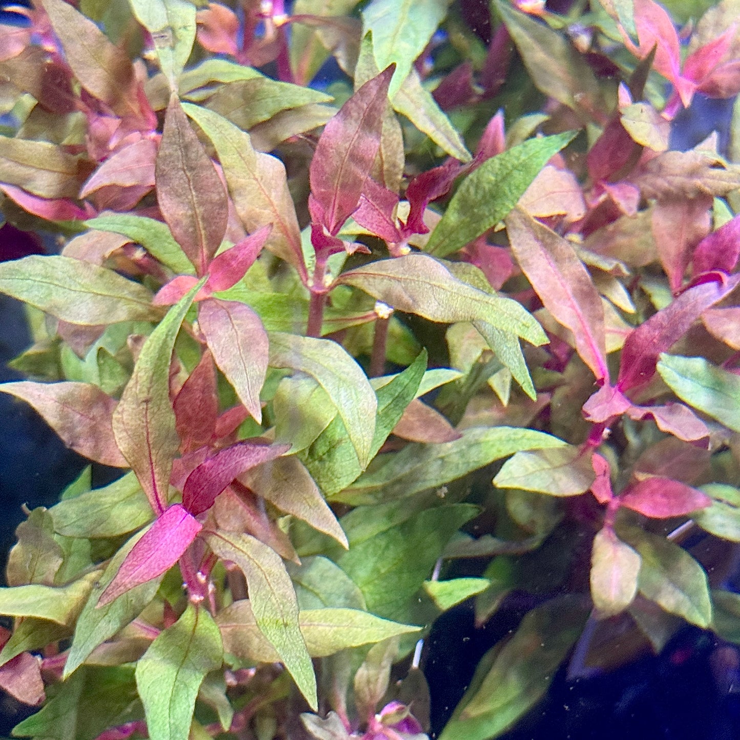 Scarlet Temple 'Alternanthera Reineckii'