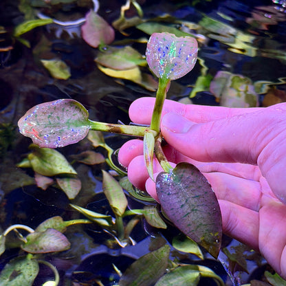 Cryptocoryne Silver Queen
