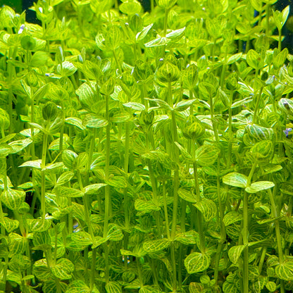 Lindernia Rotundifolia 'Watermelon'