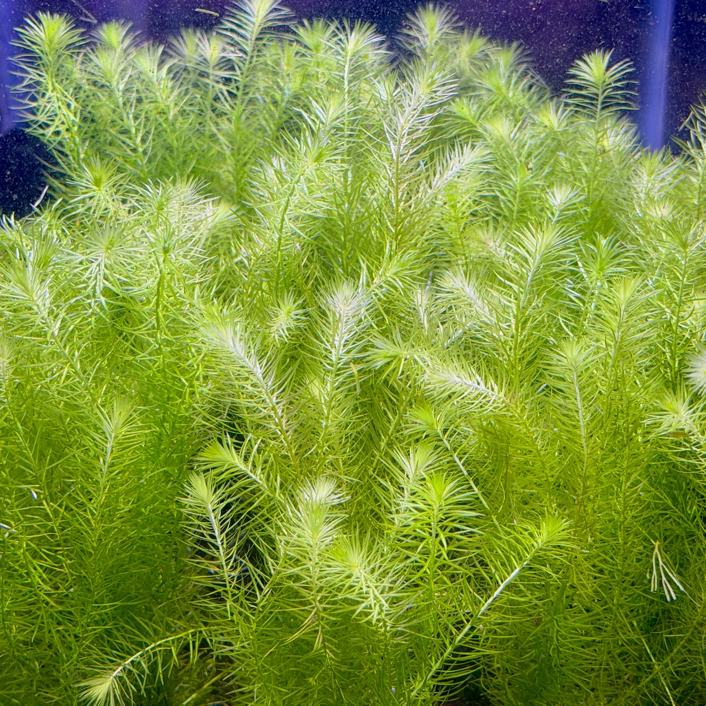 Mayaca Fluviatilis