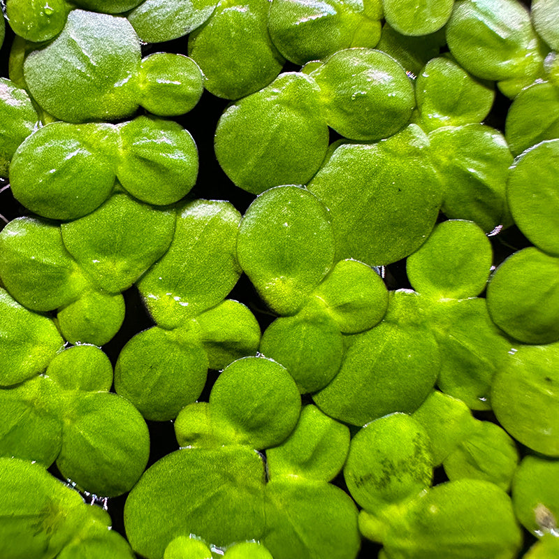 Greater Duckweed